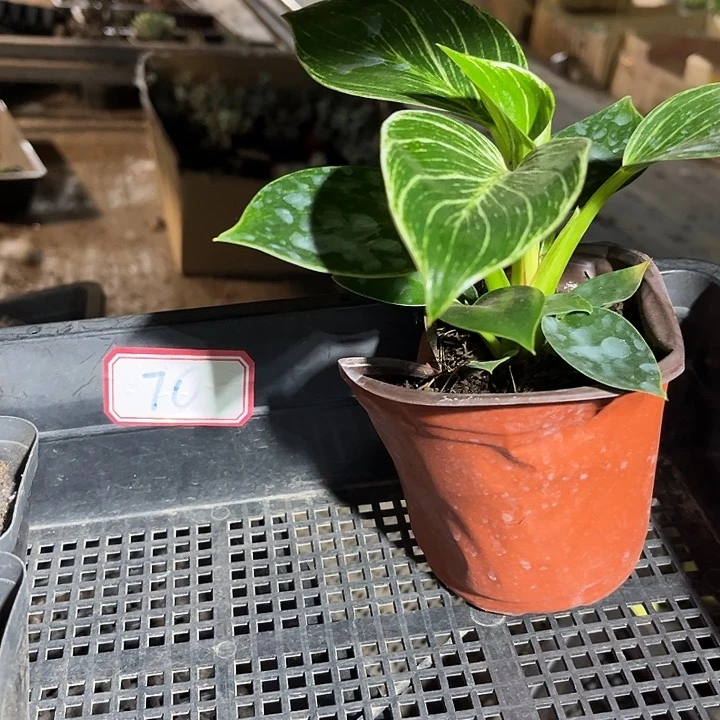土***土绿植铂金70号框一颗