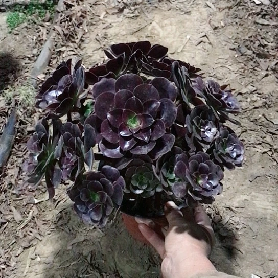 秋***绵欧紫玫瑰法师000000029