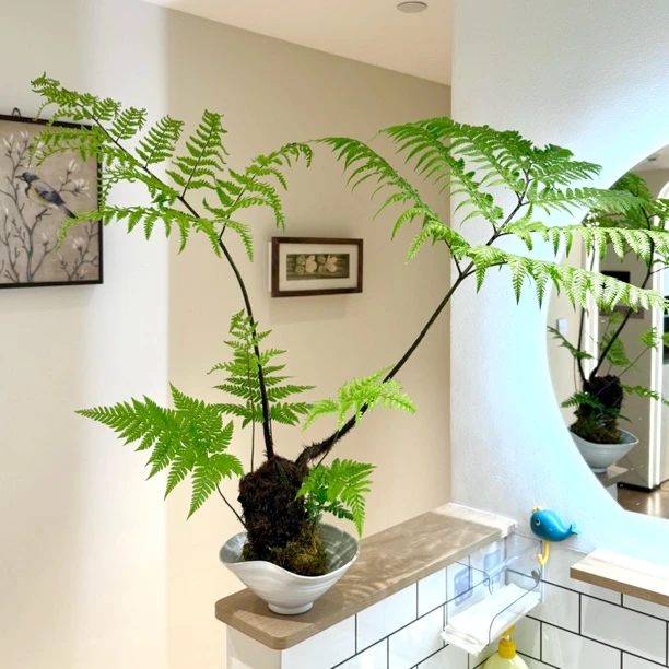 禅意侘寂老桩红磷蕨苔藓球盆栽盆景室内客厅岛台桌面观叶花卉绿植