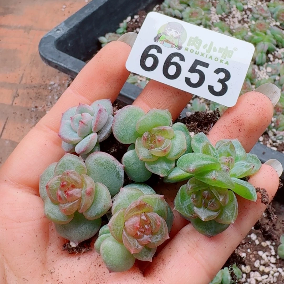 多肉植物多肉植物