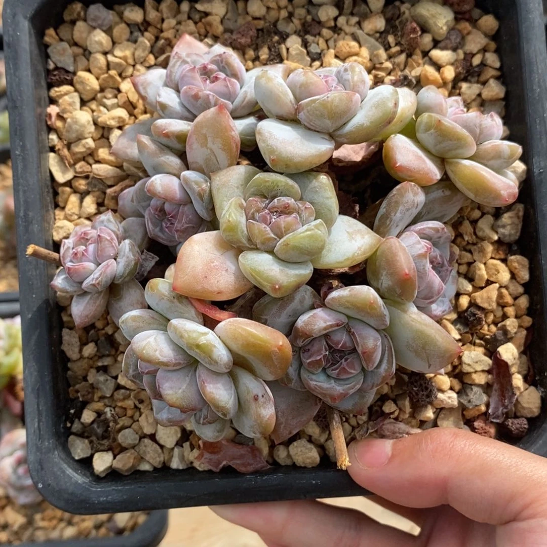 九头绿底紫心短圆肥