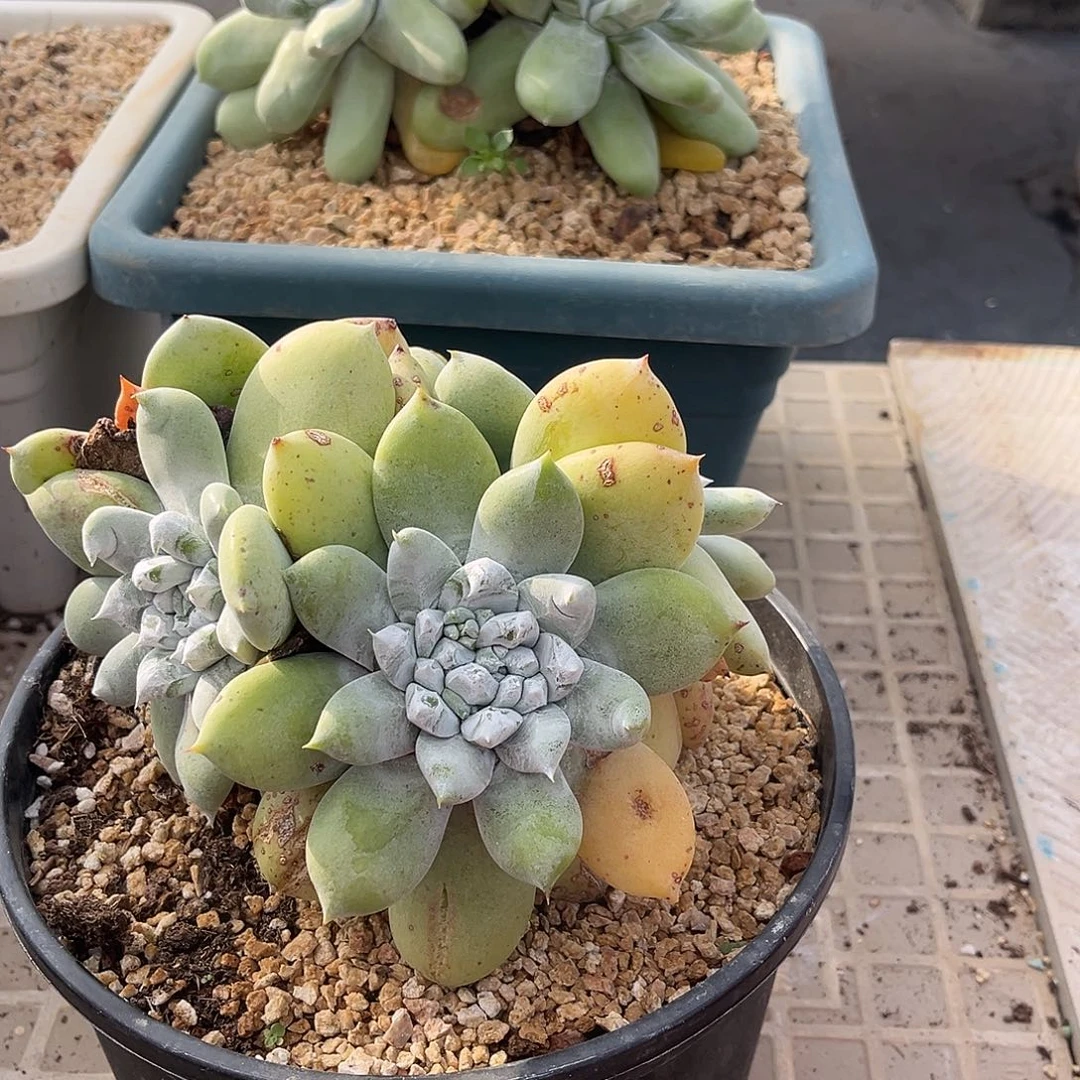 2683 小鹿多肉一物一拍