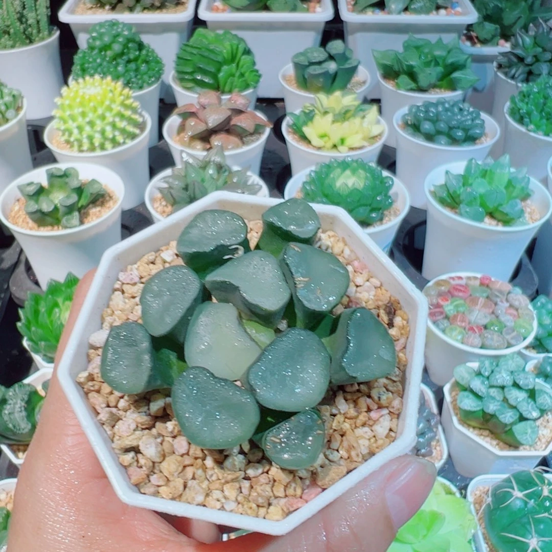 空门万象多肉8888