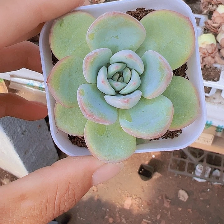 泡芙多肉植物19包邮