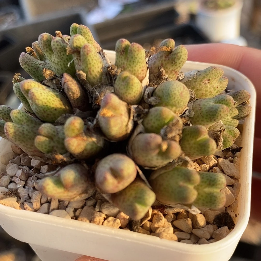 28136斑马母本955一群