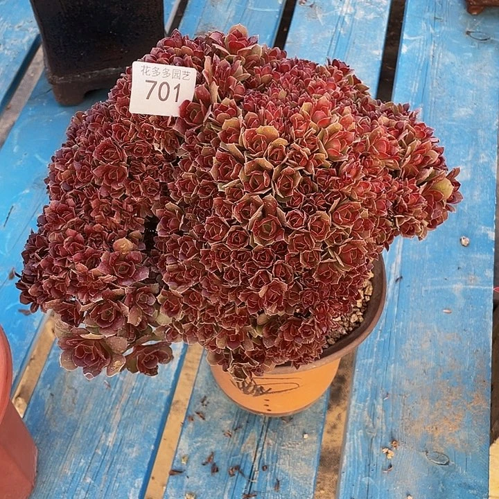 701号玫瑰法师朵朵