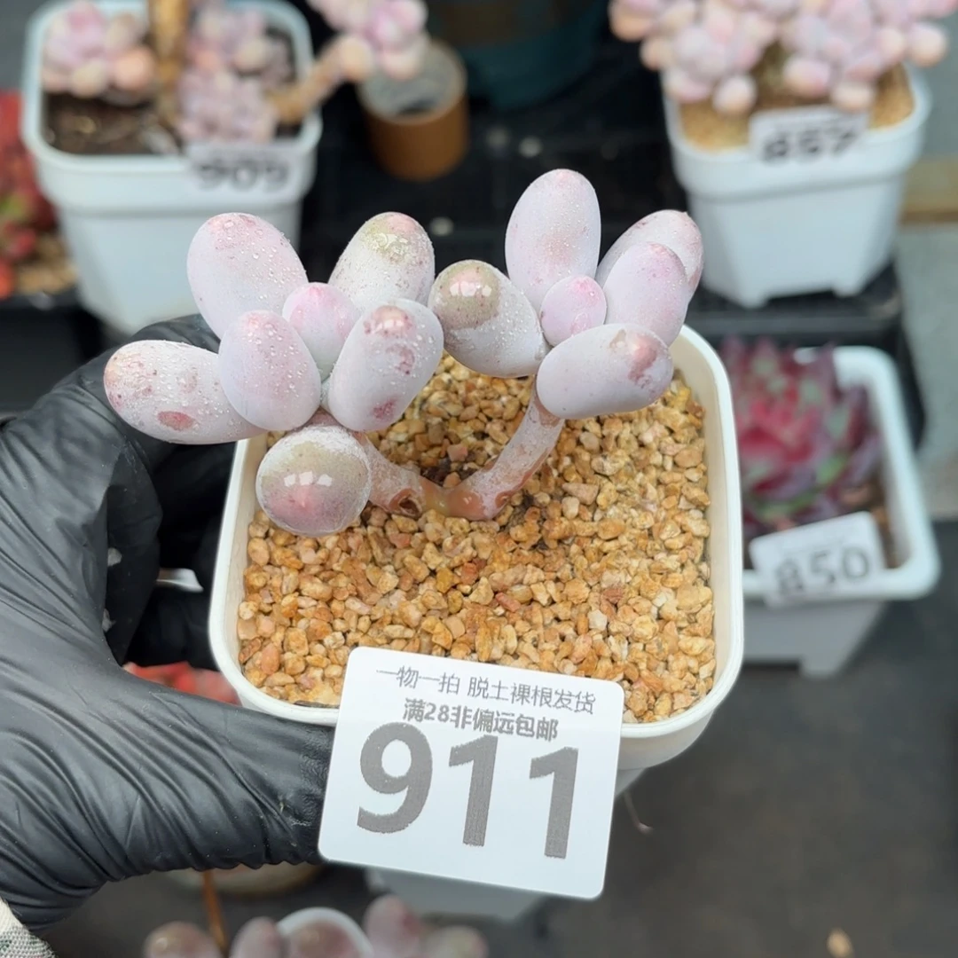 米可奶无盆土发货