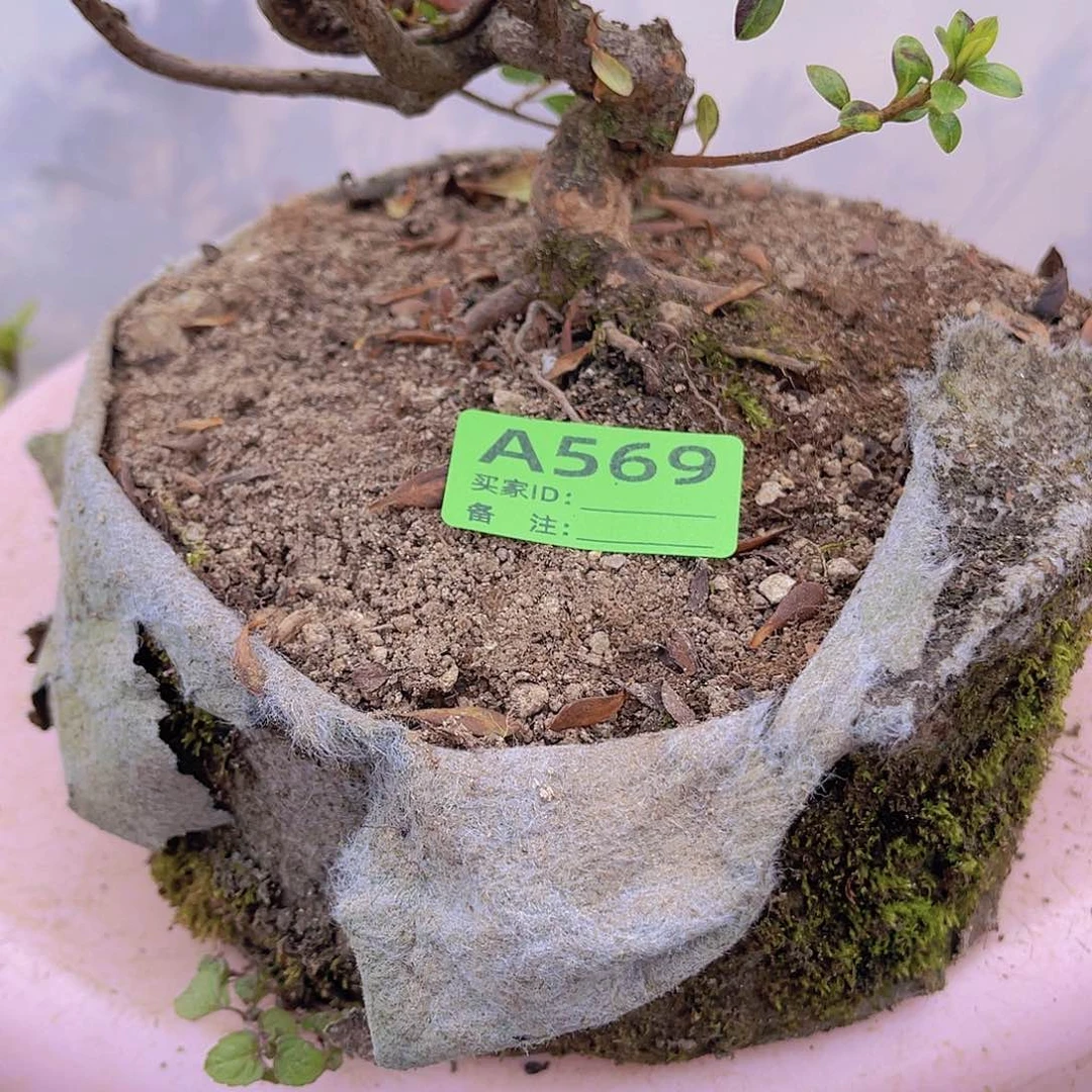 红陶直播时间一直一直