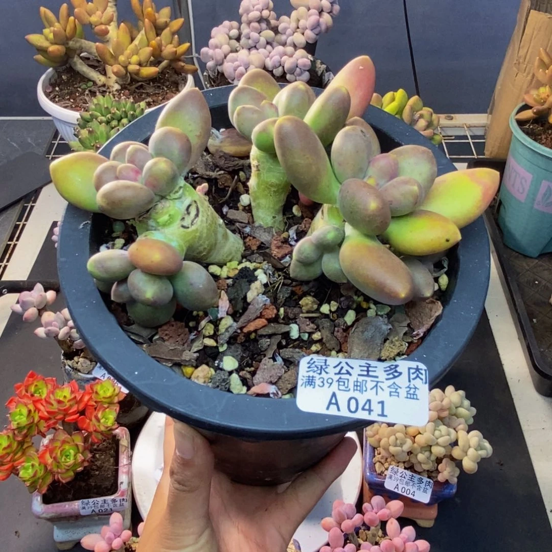 041芒果奶多肉10c m