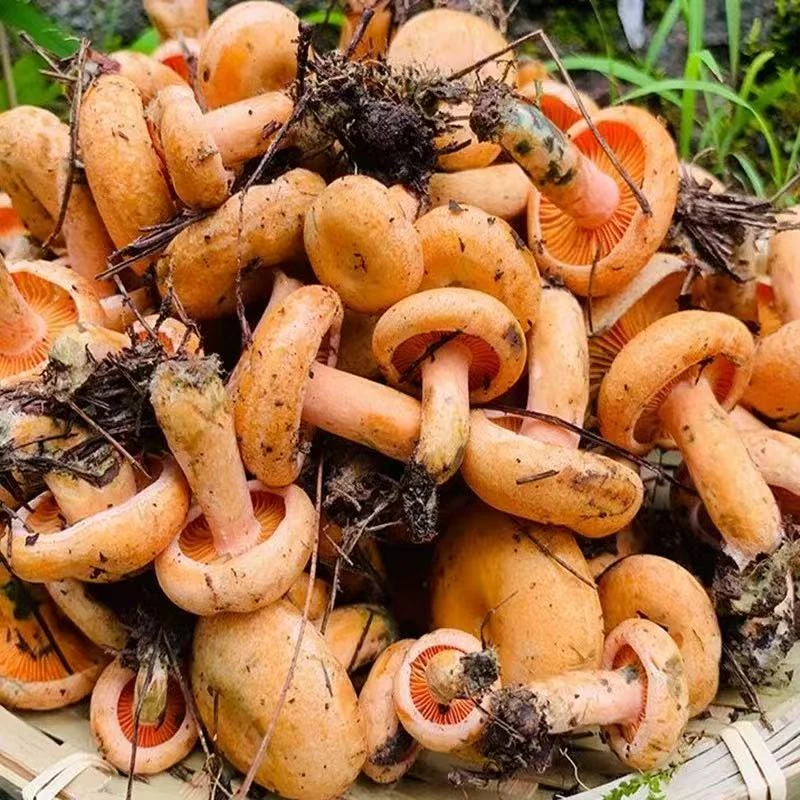 【顺丰冷链特快】湘西高山正宗新鲜野生枞菌松树菇鲜鸡枞菌枞树菌