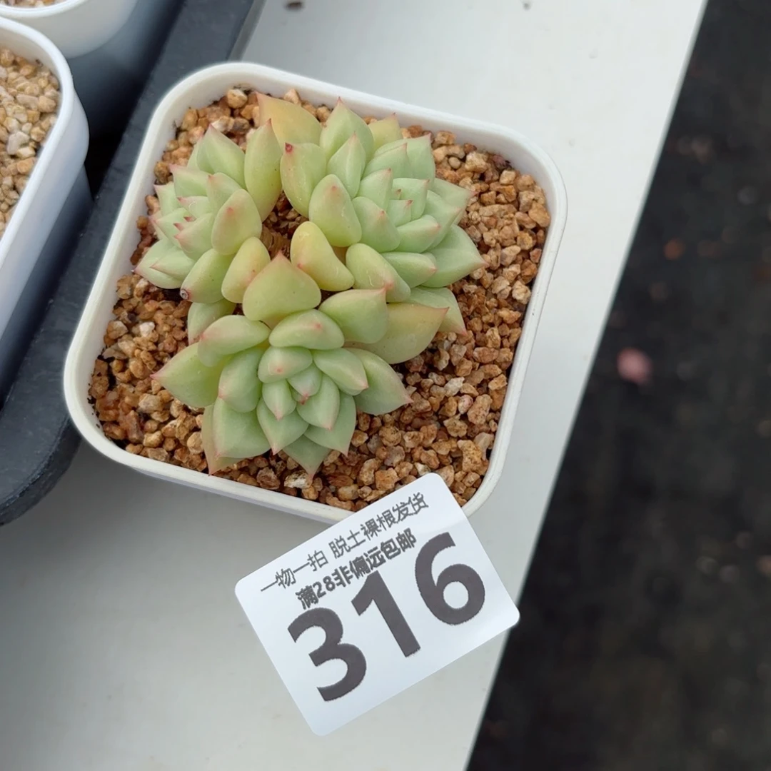黄金象牙老桩无盆土发货