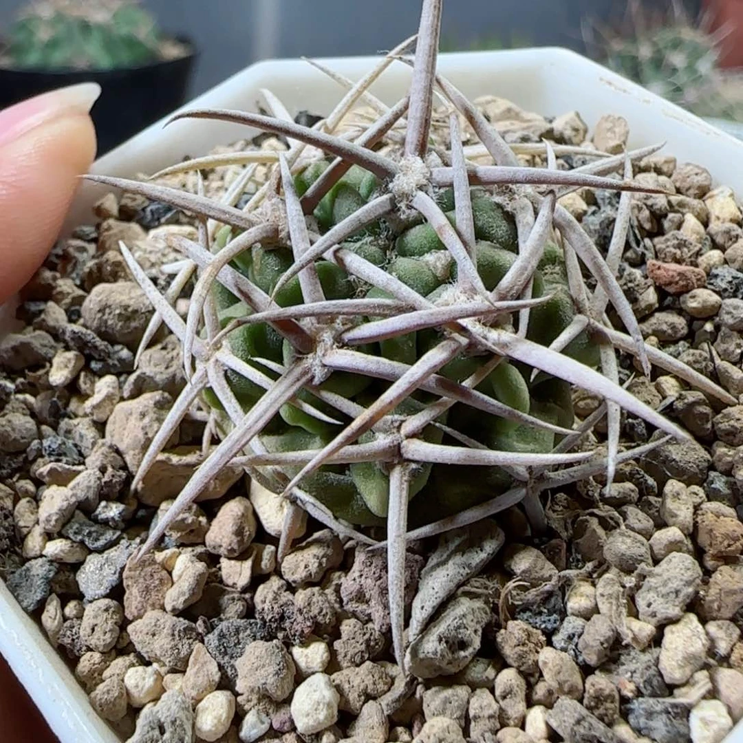 实生碧岩玉多肉3厘米