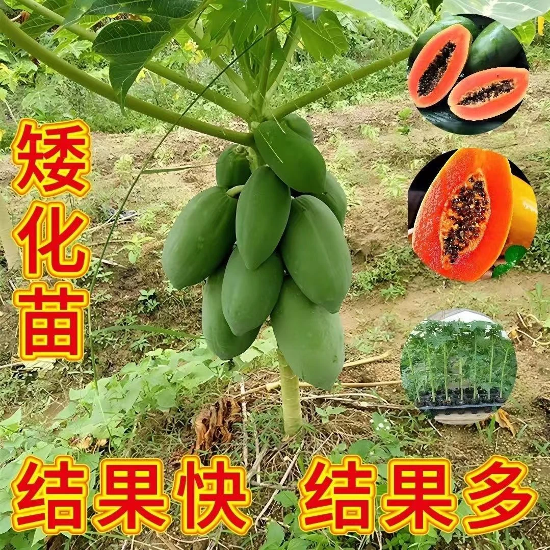 矮化红心木瓜苗四季结果快南方种植水果木瓜树苗