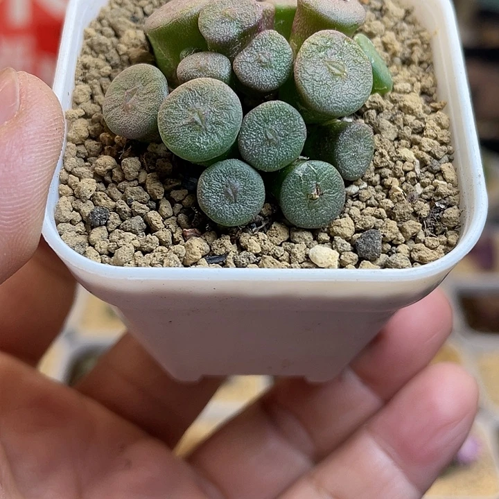 佳人园艺多肉生石花纽扣75