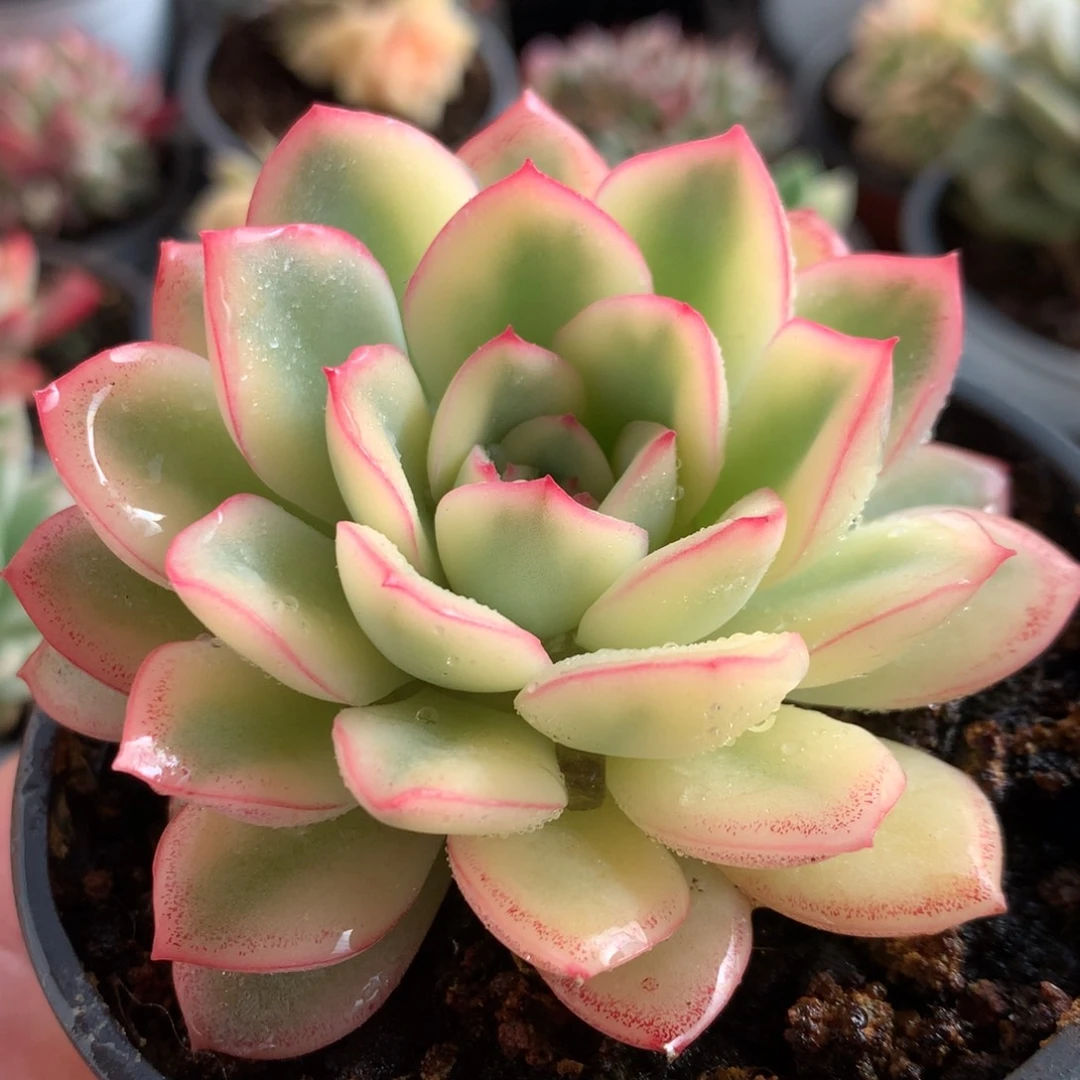 雨燕座j j j j j j j j l