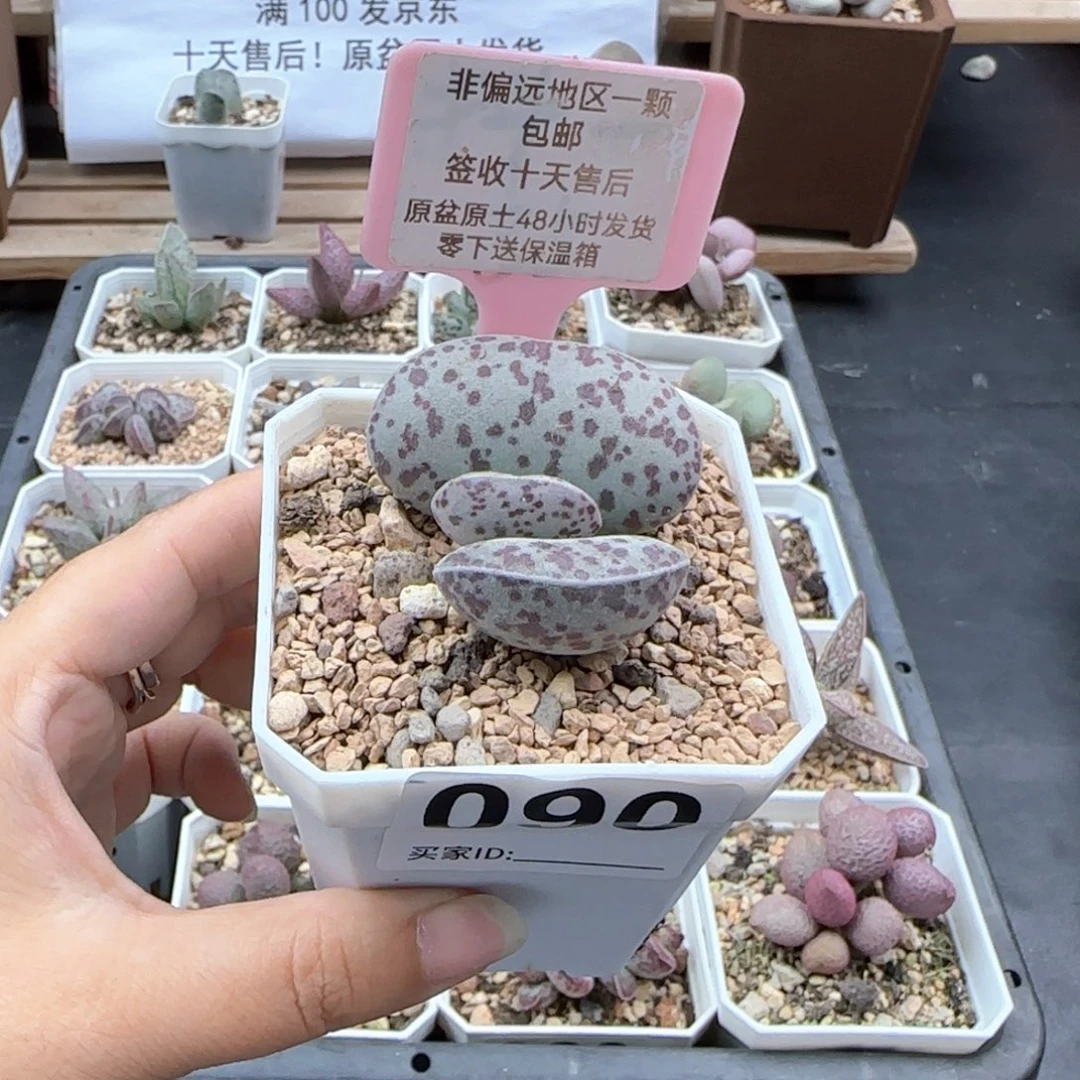 090花旦多肉植物
