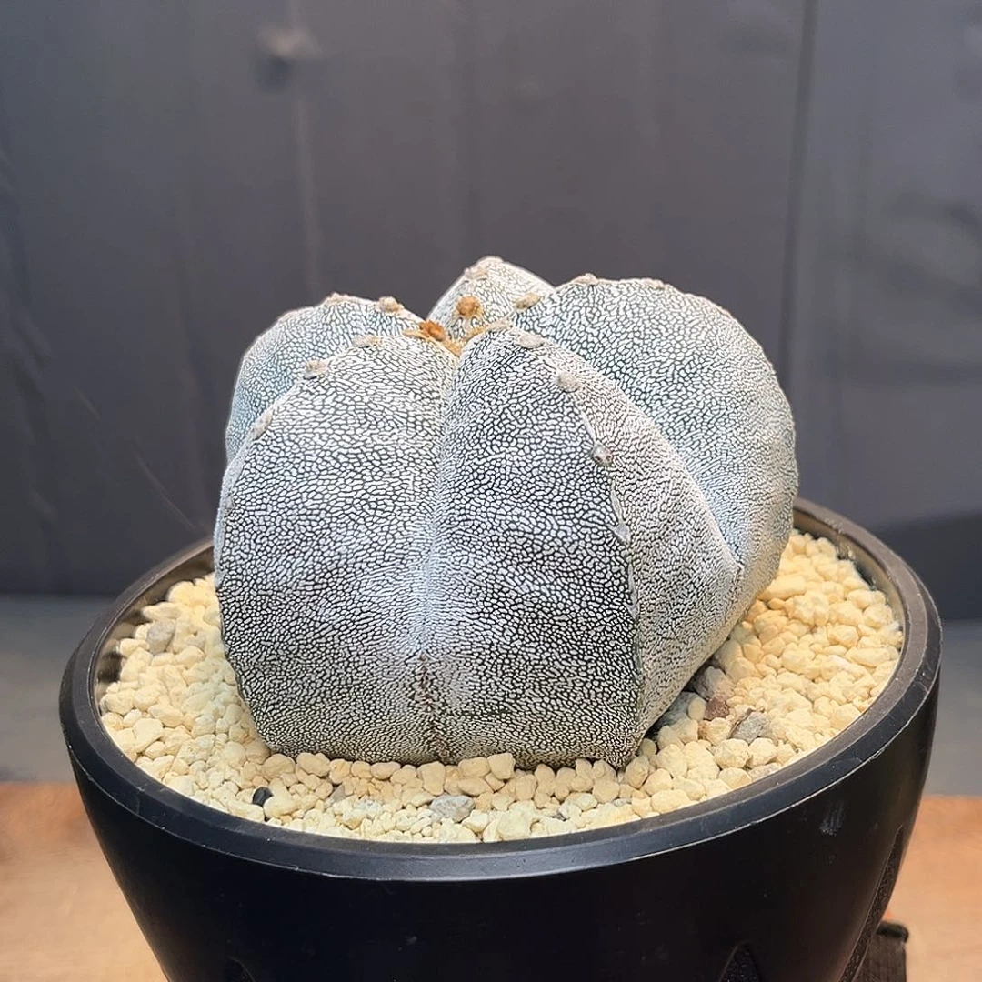 恩冢Zzzzzzzzzzzxxzxxz