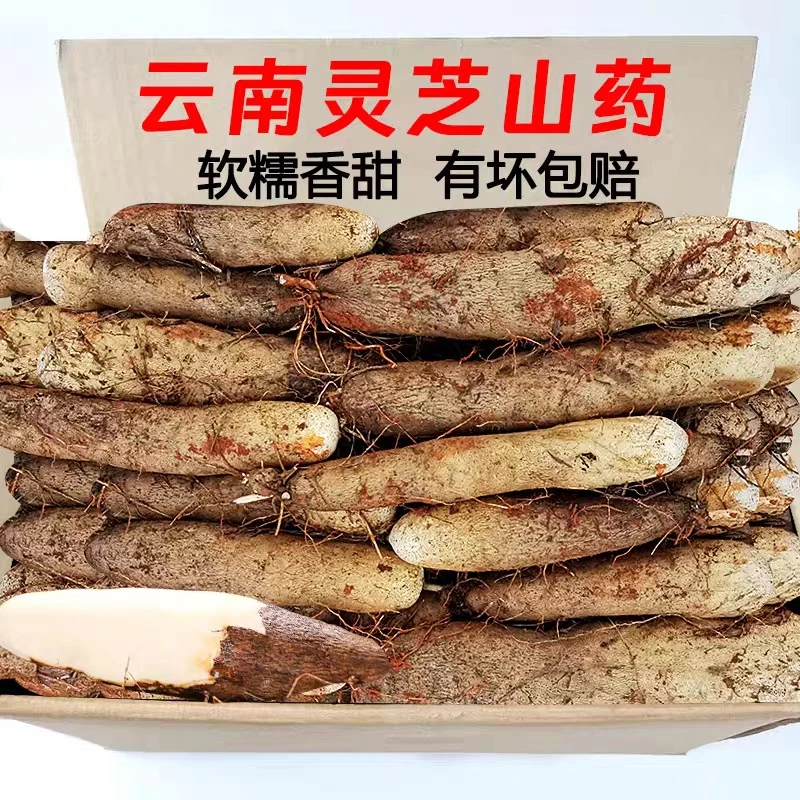 云南高山新鲜现挖灵芝山药粉糯香甜营养丰富美味糯软川香下饭鲜食