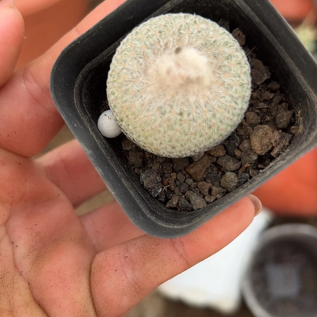 多肉植物月世界开花