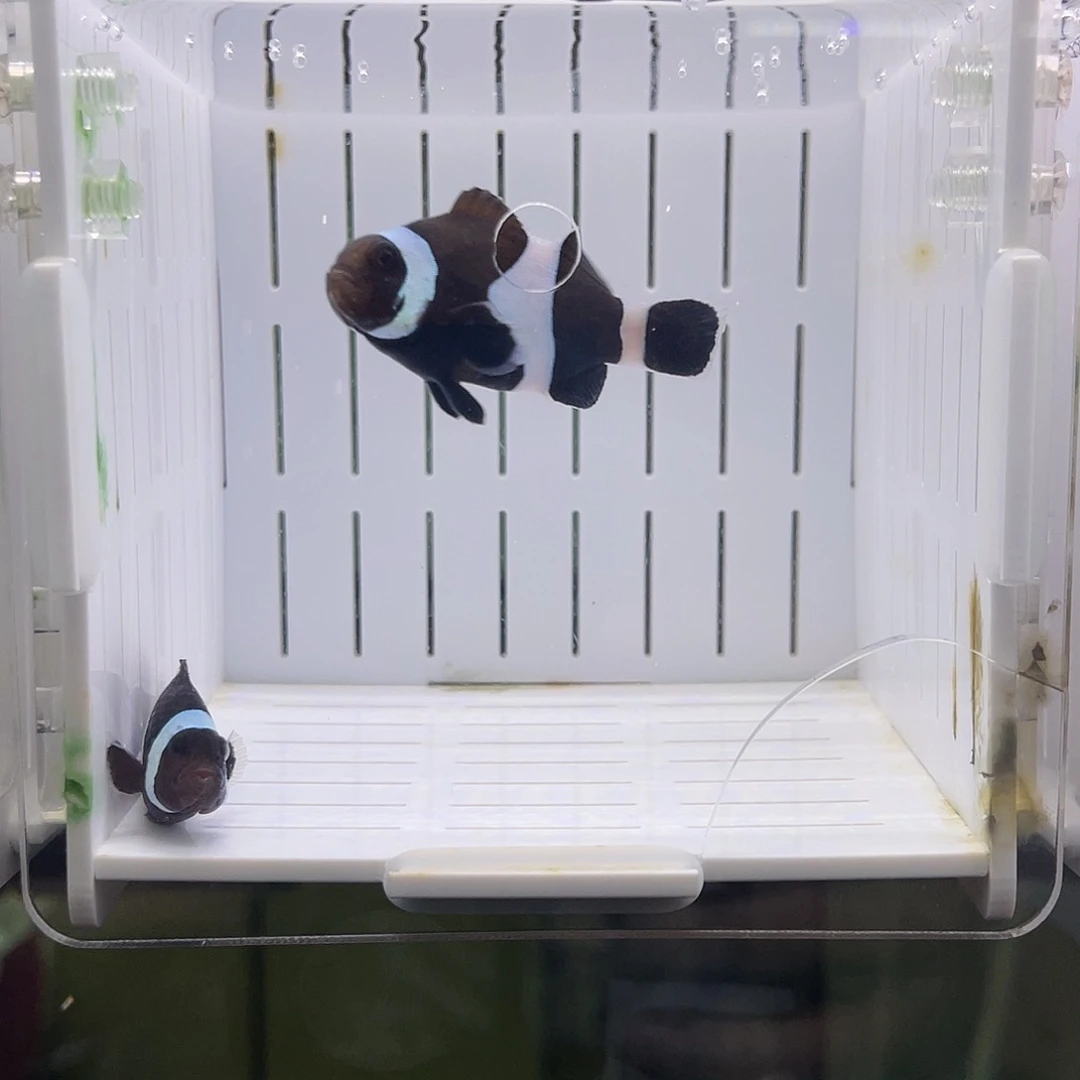 海水鱼澳黑小丑鱼一对