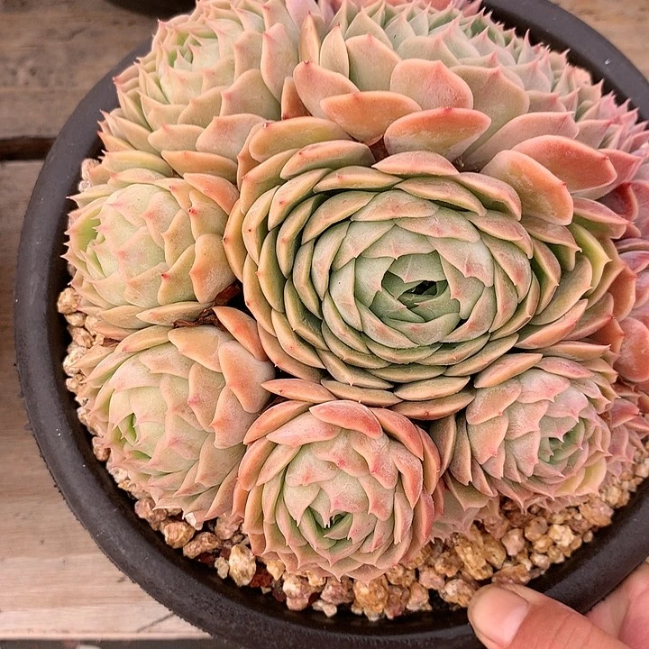 多肉植物一物一拍