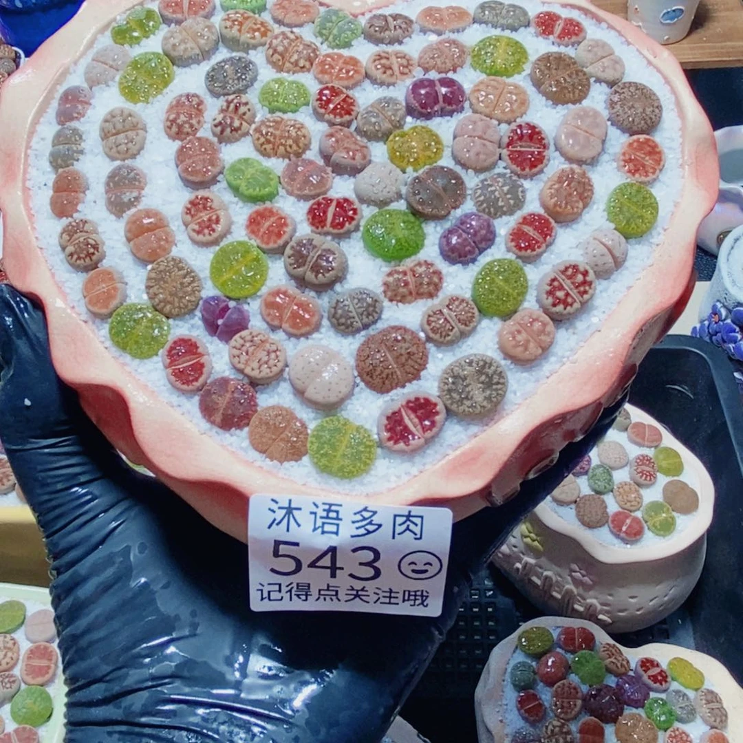 一物一拍 所见即所得543