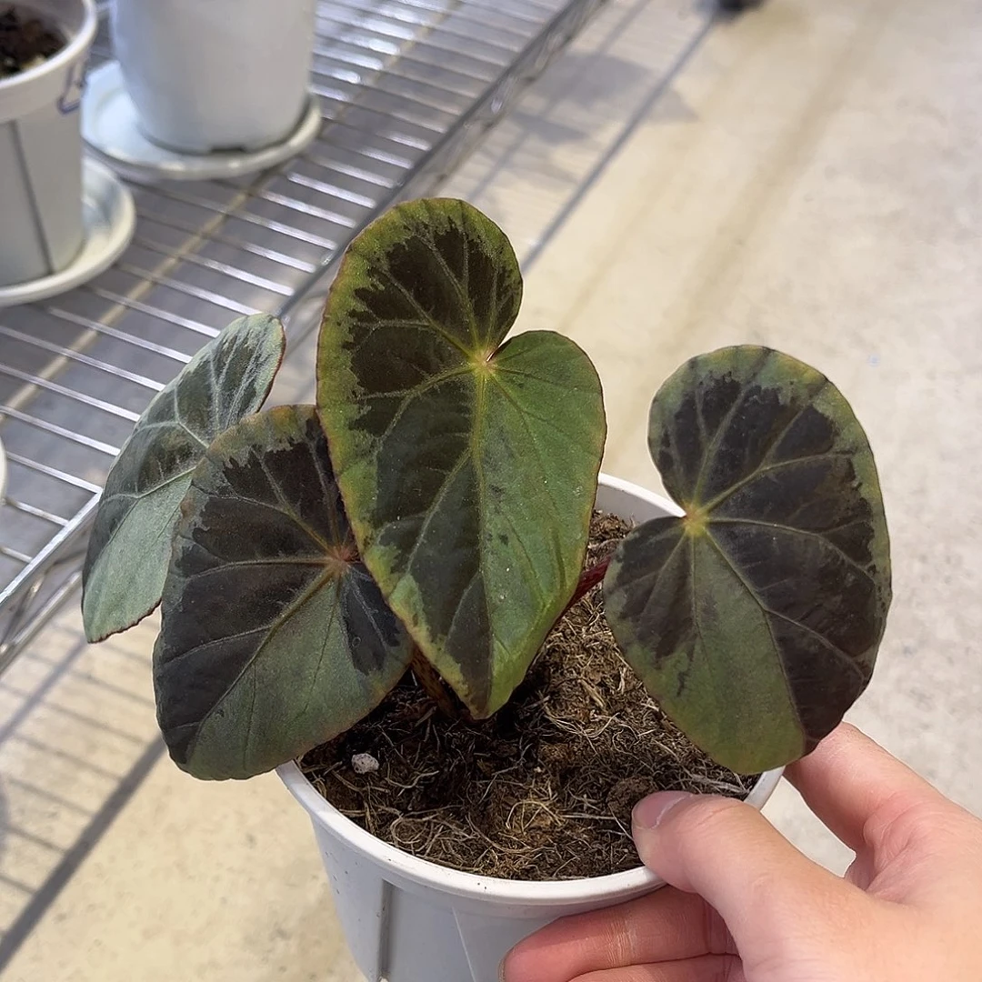 完全开放阴阳伯基尔反蓝秋海棠