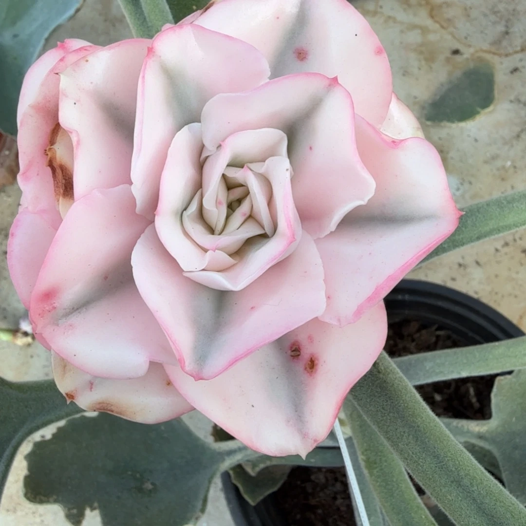 大河之舞锦，多肉锦