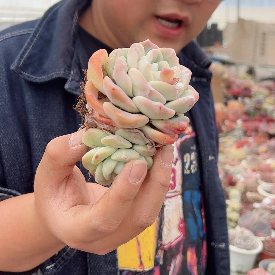 冰玉双头控养多肉植物