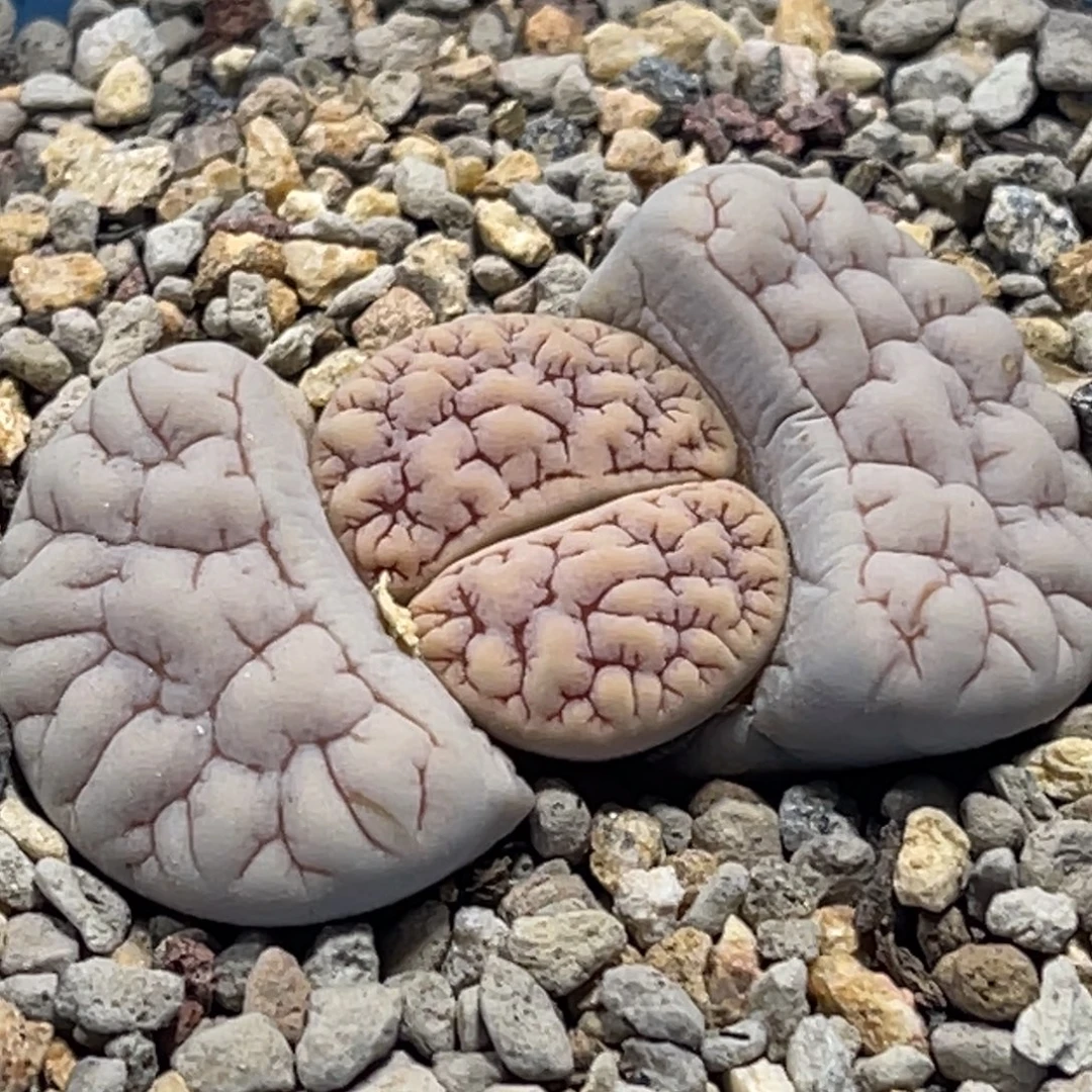 8127红蜜纹蛙哥189一颗