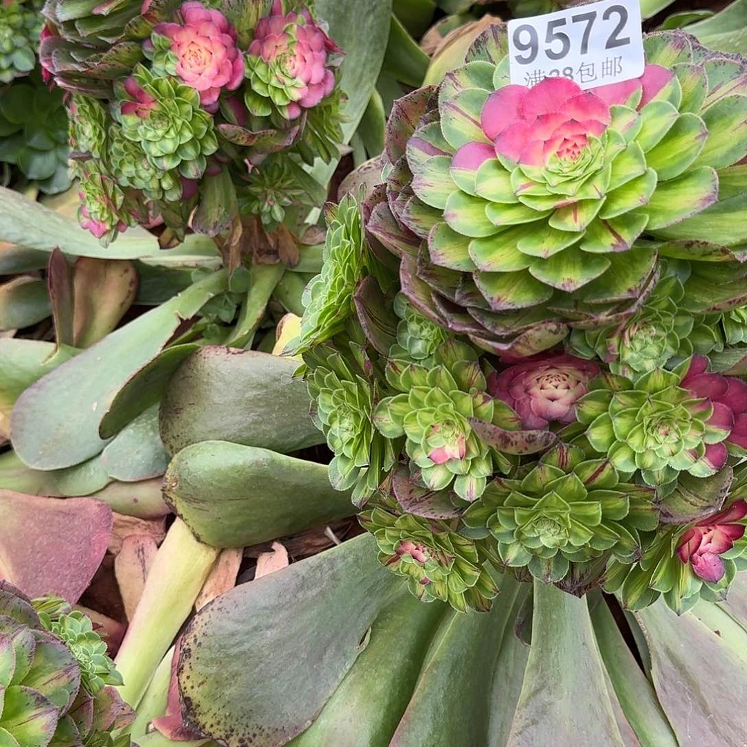 572知否捧花多肉植物无根