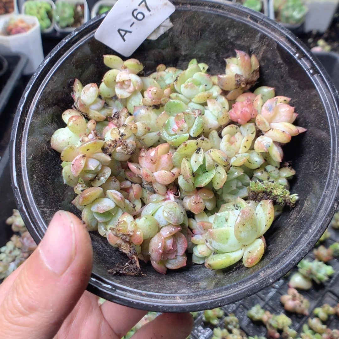 无花朵A67一英语英语英语英语英语英语