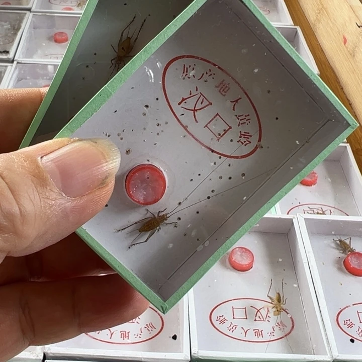 两只长须野大黄龄