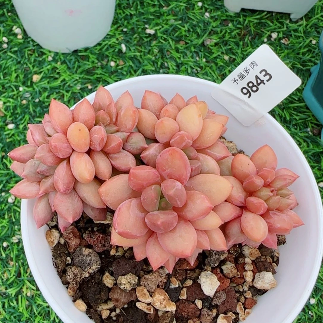 桃花源缀化，9843多肉植物
