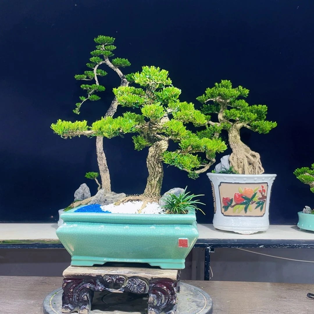 完全开放黄杨盆景四季常青
