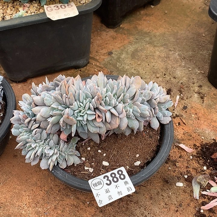 白茶缀化 默认瑕疵