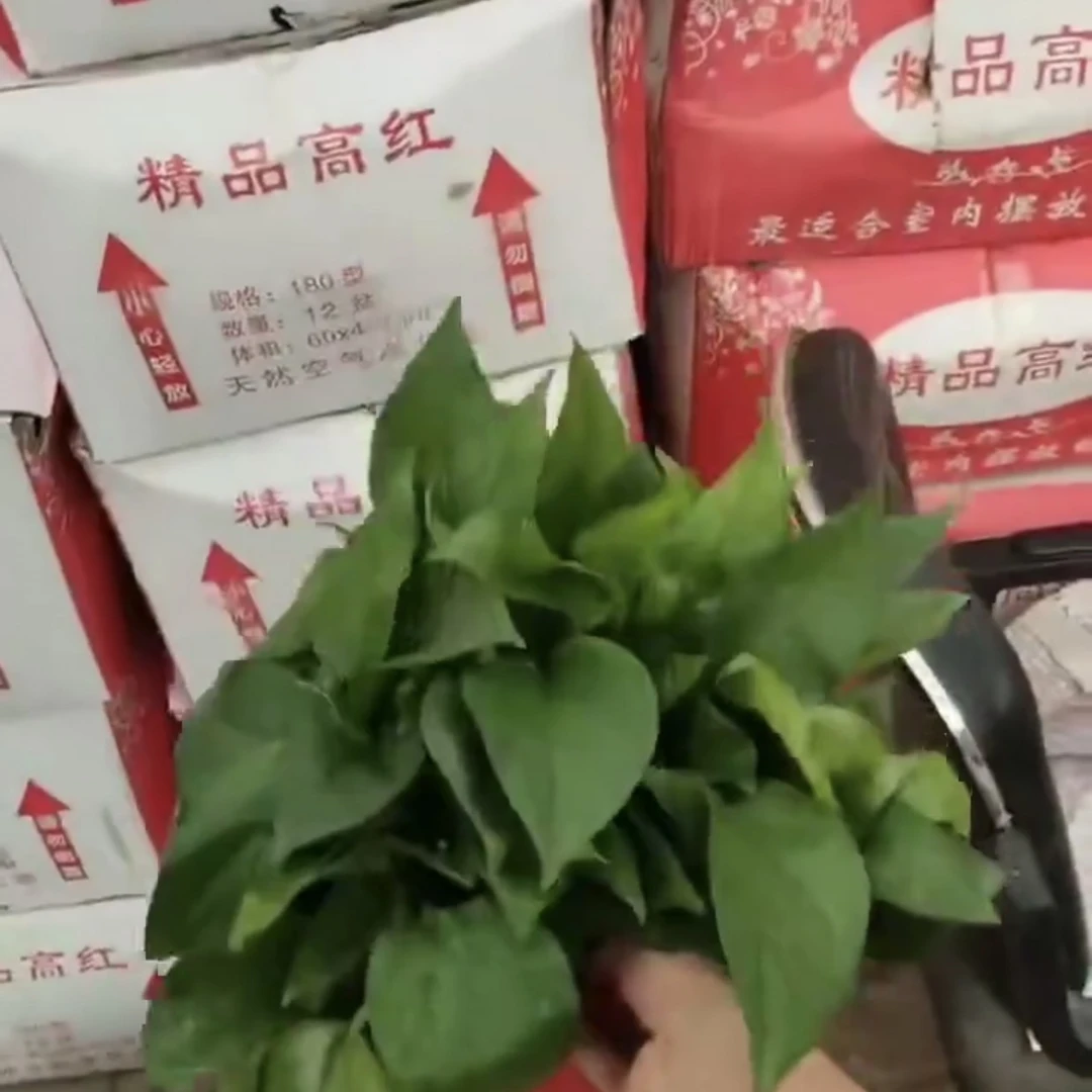 绿萝吸甲醛净化空气2盆