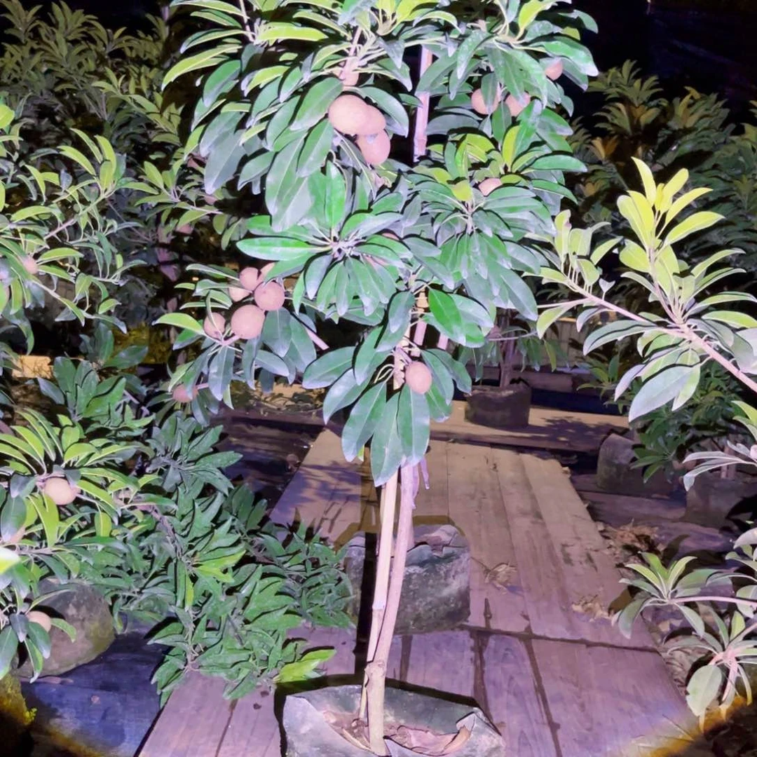 2222我要做的就是把