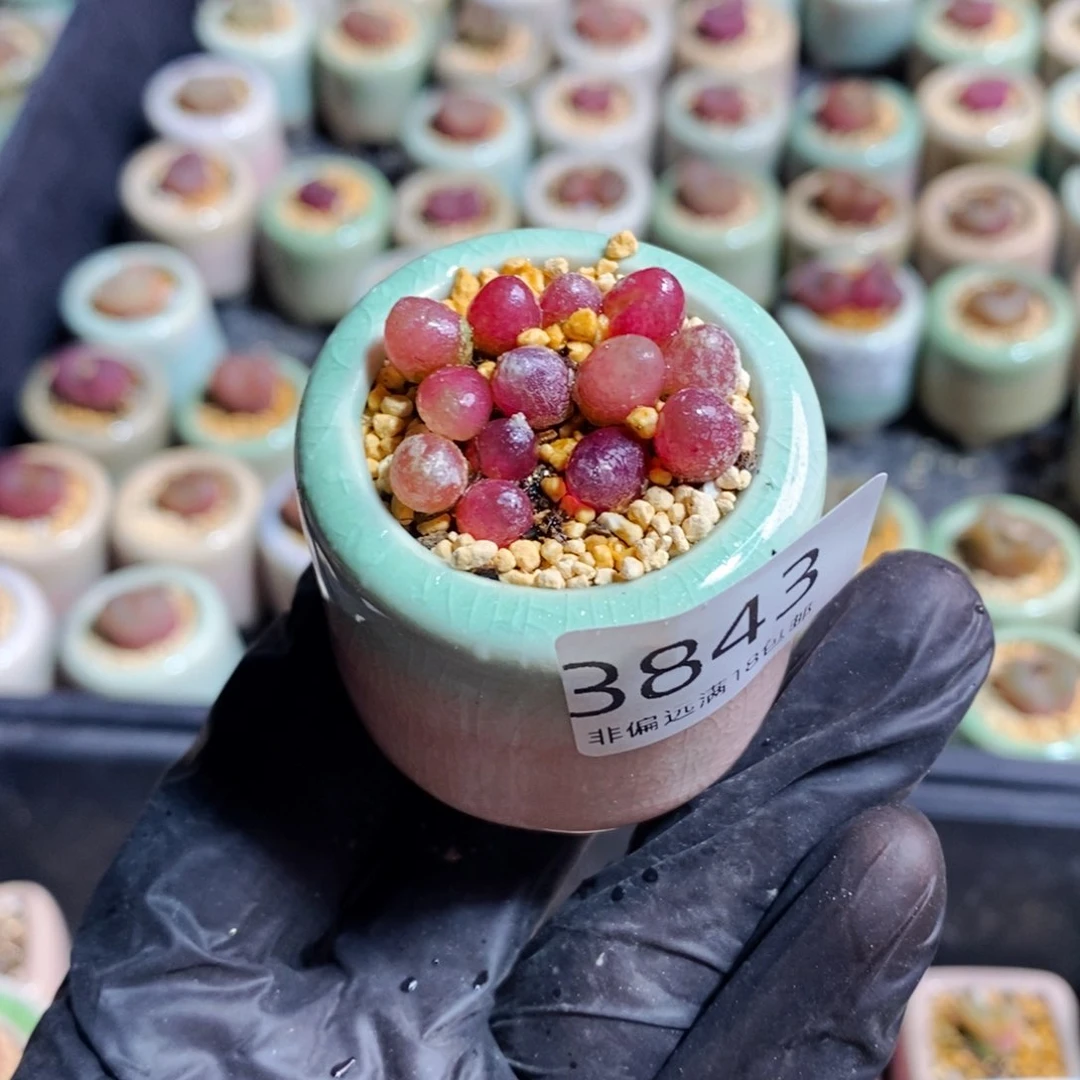 3843-一物一拍 带盆