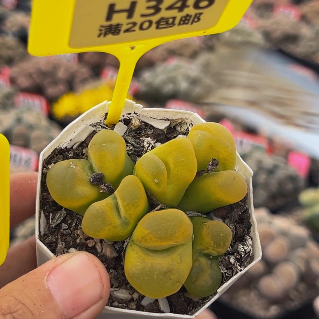 346 生石花大群大群生