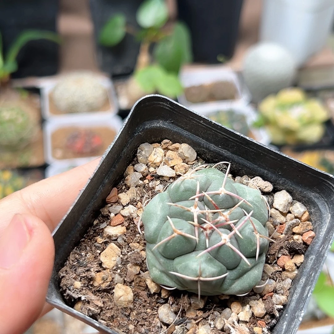 无花朵白肌天晃实生球一颗一颗