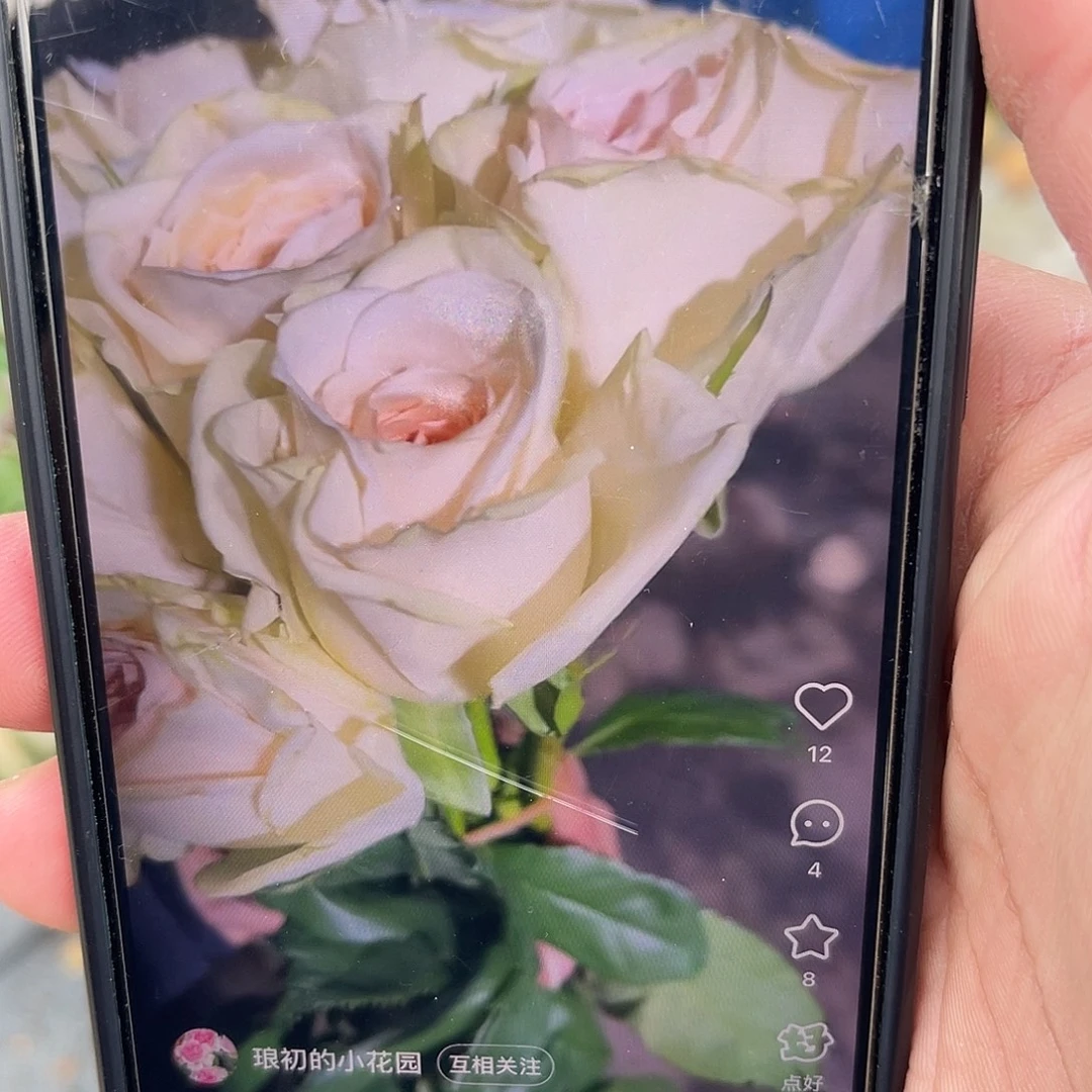 无花朵———-第六感 大苗