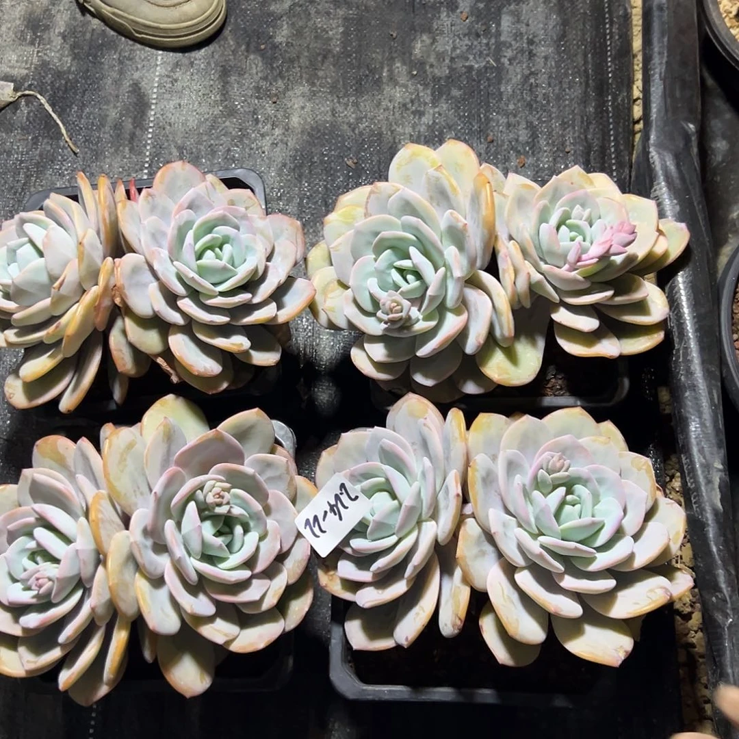 224-22奶茶双头老庄多肉随机