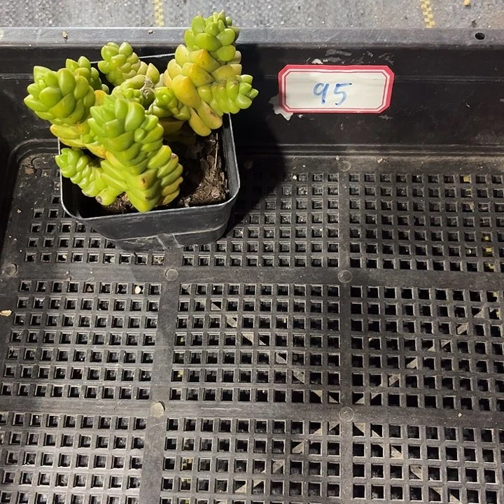 95号框一颗带盆土发