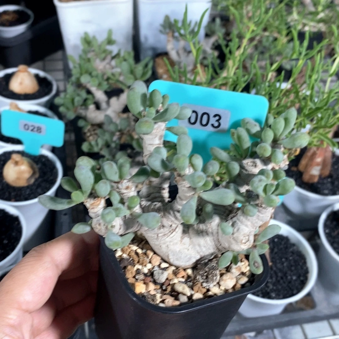产地卡拉菲厚炖菊多肉植物