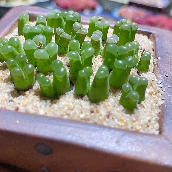 双头粉佛肚风铃一颗   买2送1