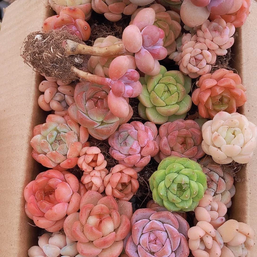 00000000001量拍保底20颗