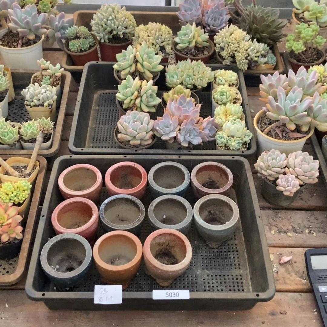 5030号盆11个国宝专拍中通