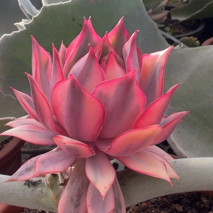 宝莲灯红锦一物一拍锦龙