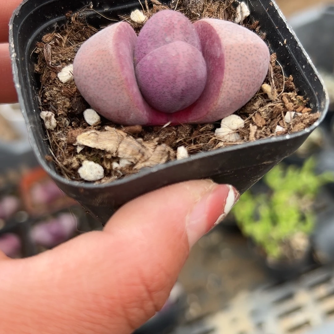 多肉植物紫帝玉单头